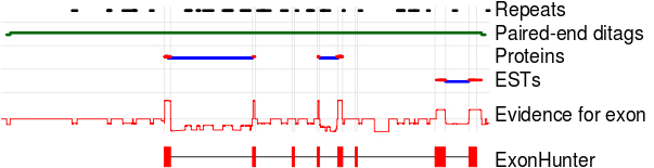 ExonHunter prediction on part of Schistosoma japonicum genome